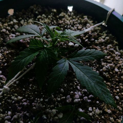 Berry (Blueberry Auto - SSBR) growlog timeline photo