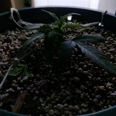 Berry (Blueberry Auto - SSBR) growlog timeline photo