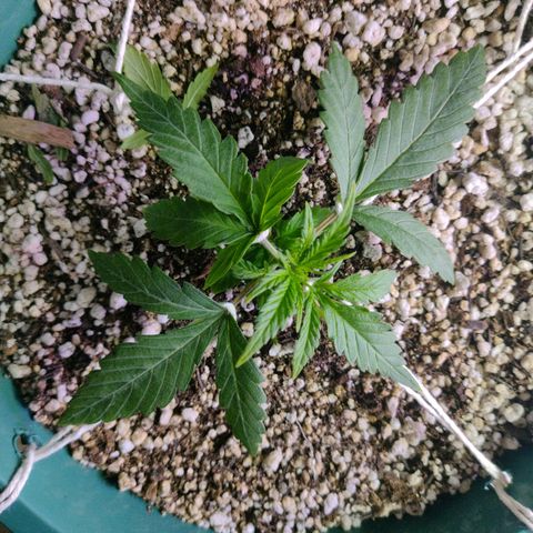 Berry (Blueberry Auto - SSBR) growlog timeline photo