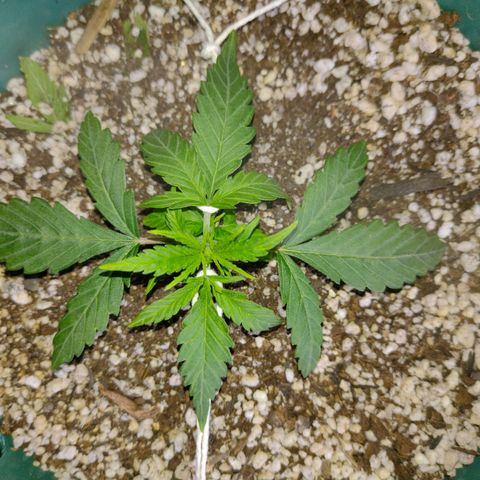 Berry (Blueberry Auto - SSBR) growlog timeline photo
