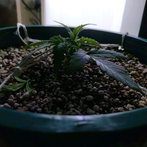 Berry (Blueberry Auto - SSBR) growlog timeline photo