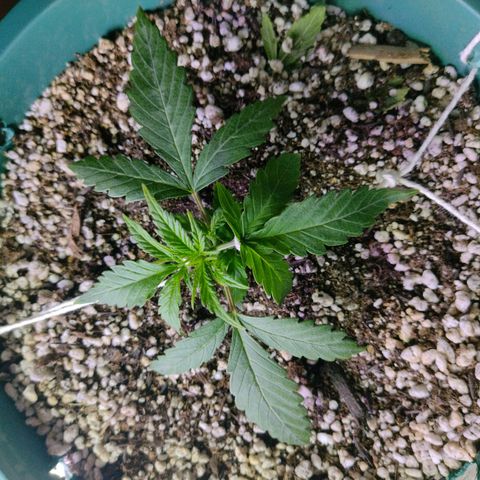 Berry (Blueberry Auto - SSBR) growlog timeline photo