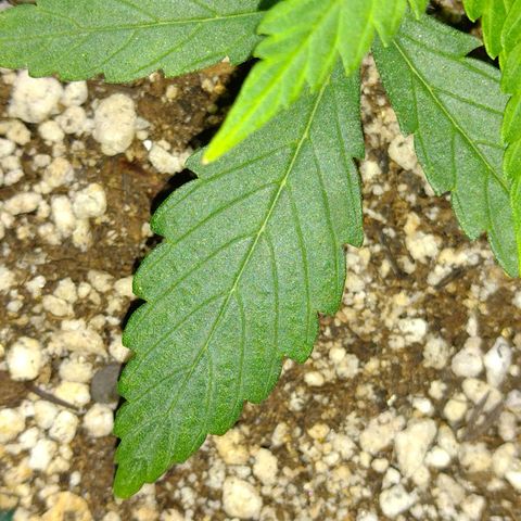 Berry (Blueberry Auto - SSBR) growlog timeline photo