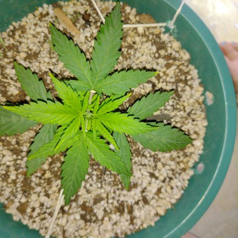 Berry (Blueberry Auto - SSBR) growlog timeline photo