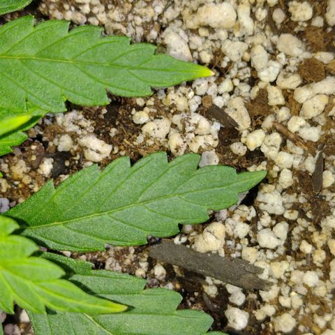 Berry (Blueberry Auto - SSBR) growlog timeline photo