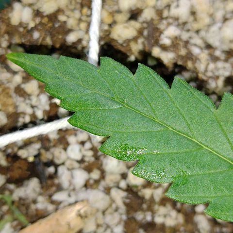 Berry (Blueberry Auto - SSBR) growlog timeline photo