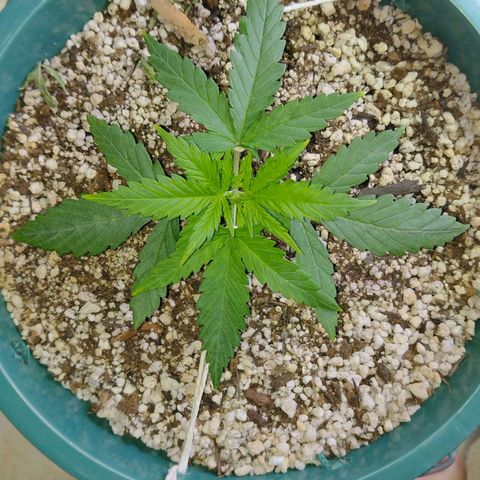 Berry (Blueberry Auto - SSBR) growlog timeline photo