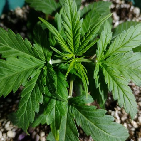 Berry (Blueberry Auto - SSBR) growlog timeline photo