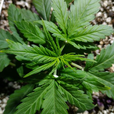 Berry (Blueberry Auto - SSBR) growlog timeline photo