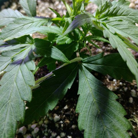 Berry (Blueberry Auto - SSBR) growlog timeline photo