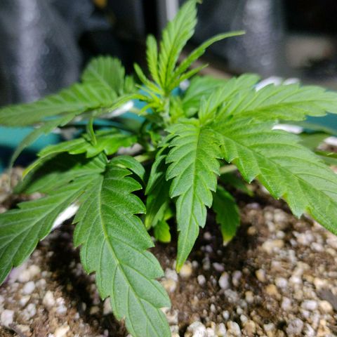 Berry (Blueberry Auto - SSBR) growlog timeline photo