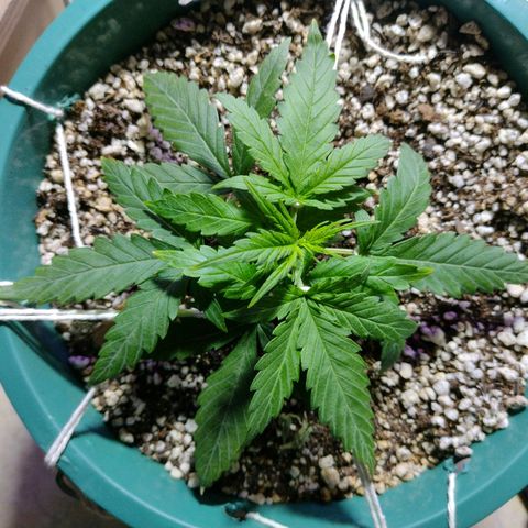 Berry (Blueberry Auto - SSBR) growlog timeline photo