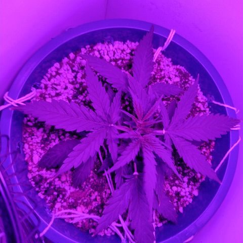 Berry (Blueberry Auto - SSBR) growlog timeline photo