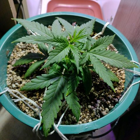 Berry (Blueberry Auto - SSBR) growlog timeline photo