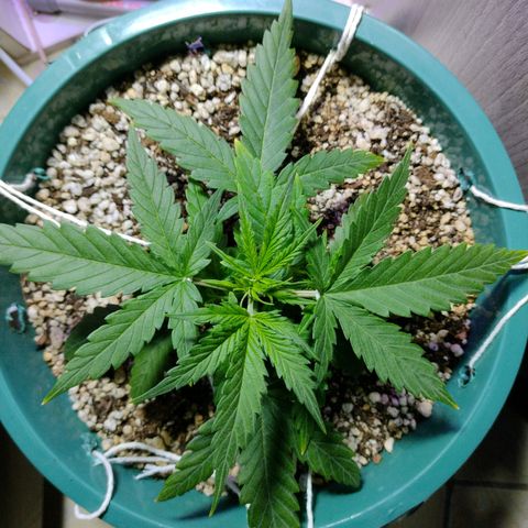 Berry (Blueberry Auto - SSBR) growlog timeline photo