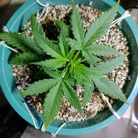 Berry (Blueberry Auto - SSBR) growlog timeline photo
