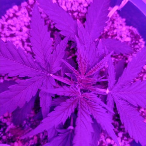 Berry (Blueberry Auto - SSBR) growlog timeline photo