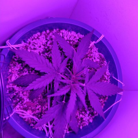 Berry (Blueberry Auto - SSBR) growlog timeline photo