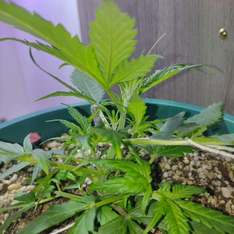 Berry (Blueberry Auto - SSBR) growlog timeline photo