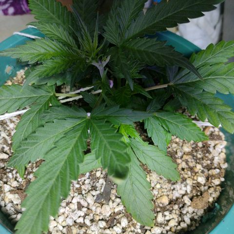 Berry (Blueberry Auto - SSBR) growlog timeline photo