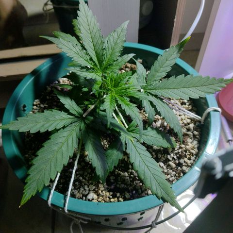 Berry (Blueberry Auto - SSBR) growlog timeline photo