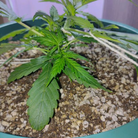 Berry (Blueberry Auto - SSBR) growlog timeline photo