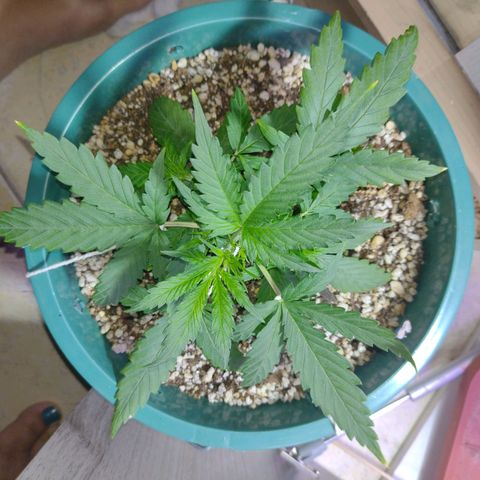 Berry (Blueberry Auto - SSBR) growlog timeline photo