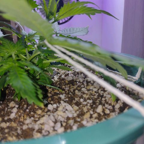 Berry (Blueberry Auto - SSBR) growlog timeline photo