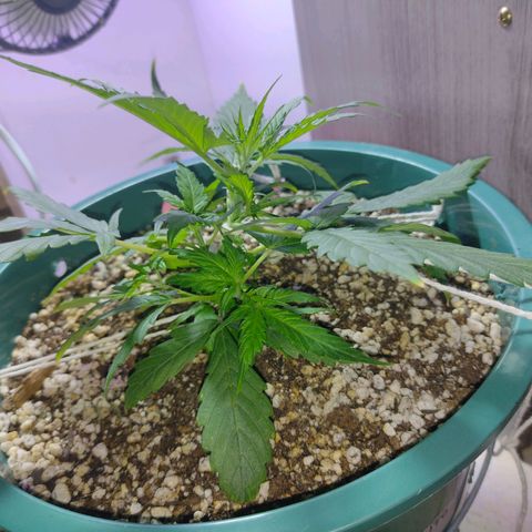 Berry (Blueberry Auto - SSBR) growlog timeline photo
