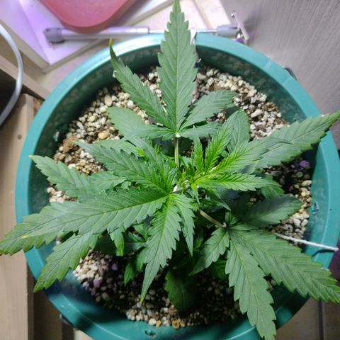 Berry (Blueberry Auto - SSBR) growlog timeline photo