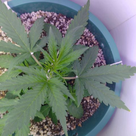 Berry (Blueberry Auto - SSBR) growlog timeline photo