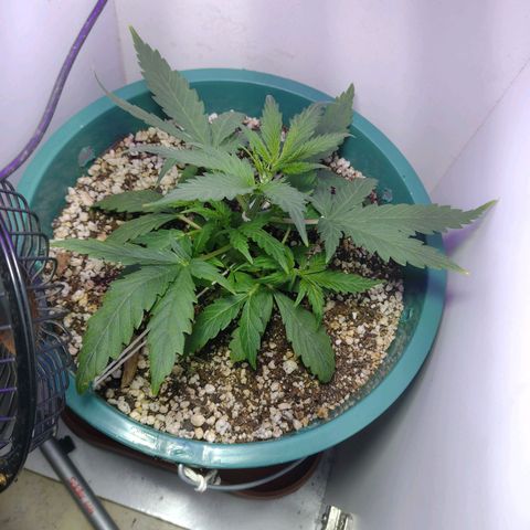 Berry (Blueberry Auto - SSBR) growlog timeline photo