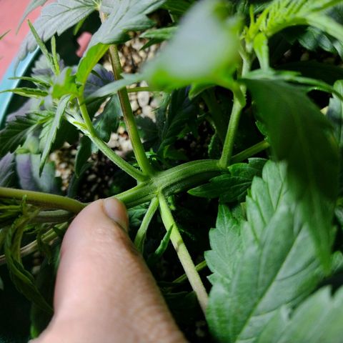 Berry (Blueberry Auto - SSBR) growlog timeline photo