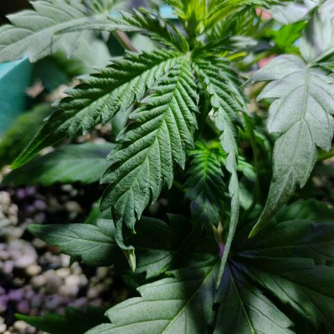 Berry (Blueberry Auto - SSBR) growlog timeline photo