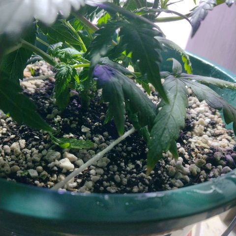 Berry (Blueberry Auto - SSBR) growlog timeline photo