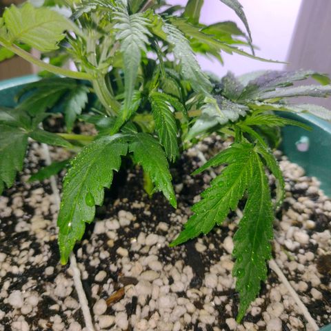 Berry (Blueberry Auto - SSBR) growlog timeline photo