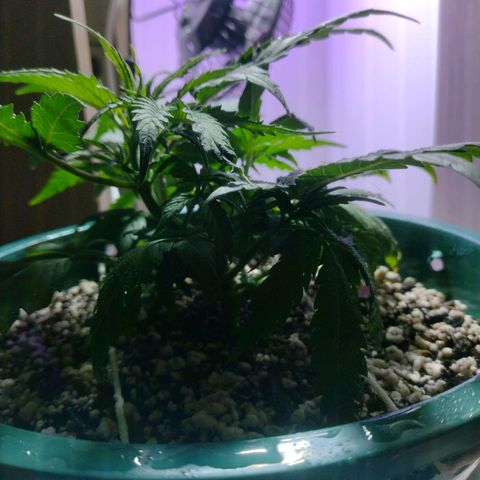 Berry (Blueberry Auto - SSBR) growlog timeline photo