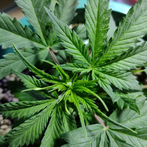 Berry (Blueberry Auto - SSBR) growlog timeline photo