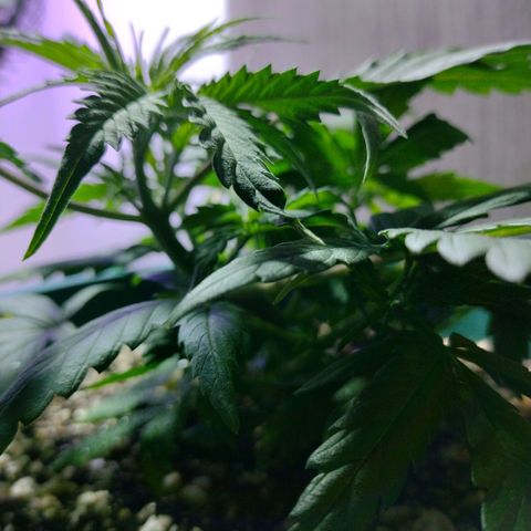 Berry (Blueberry Auto - SSBR) growlog timeline photo