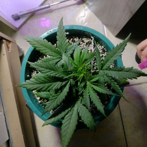 Berry (Blueberry Auto - SSBR) growlog timeline photo