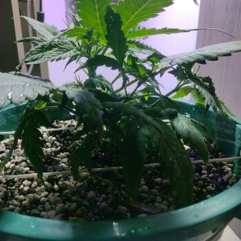 Berry (Blueberry Auto - SSBR) growlog timeline photo