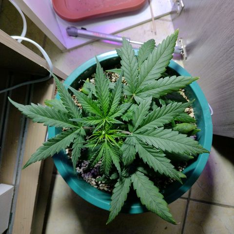 Berry (Blueberry Auto - SSBR) growlog timeline photo