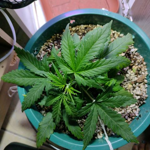 Berry (Blueberry Auto - SSBR) growlog timeline photo