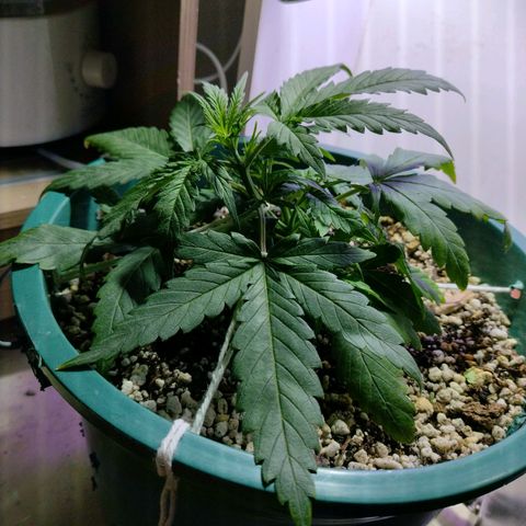 Berry (Blueberry Auto - SSBR) growlog timeline photo