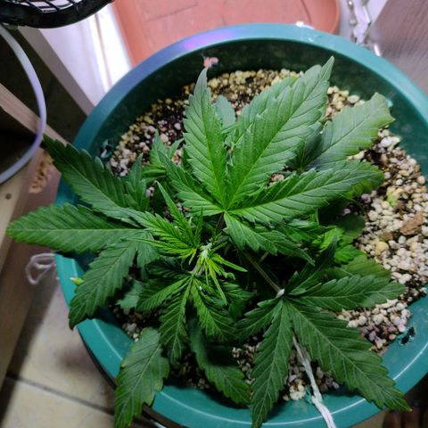 Berry (Blueberry Auto - SSBR) growlog timeline photo