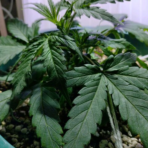 Berry (Blueberry Auto - SSBR) growlog timeline photo