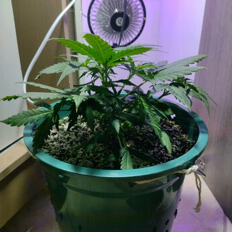Berry (Blueberry Auto - SSBR) growlog timeline photo