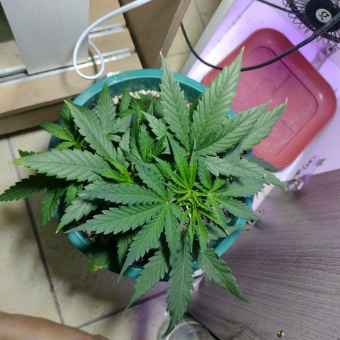 Berry (Blueberry Auto - SSBR) growlog timeline photo
