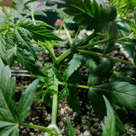 Berry (Blueberry Auto - SSBR) growlog timeline photo