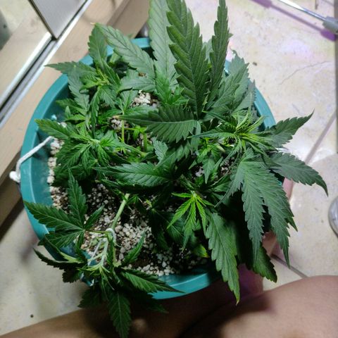 Berry (Blueberry Auto - SSBR) growlog timeline photo